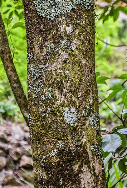 Sycopsis sinensis