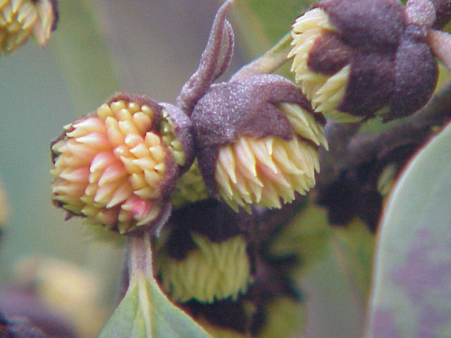 Sycopsis sinensis