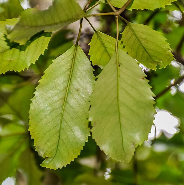 Sycopsis sinensis