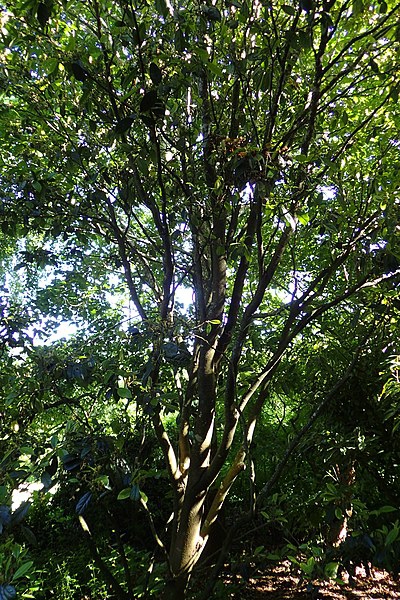 Sycopsis sinensis
