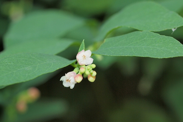 Symphoricarpos albus