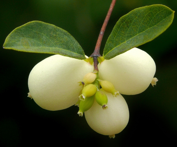 Symphoricarpos albus