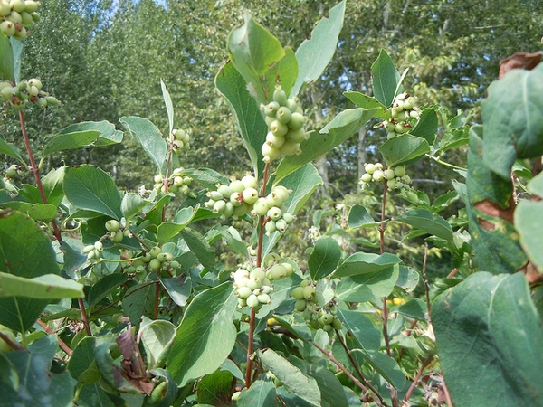 Symphoricarpos albus
