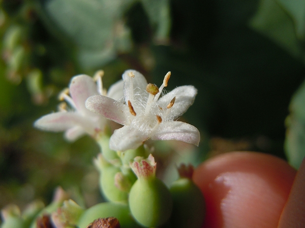 Symphoricarpos albus