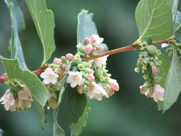 Symphoricarpos albus
