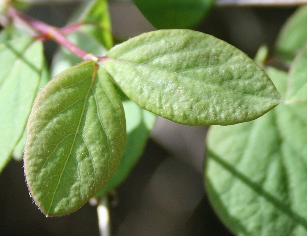 Symphoricarpos albus