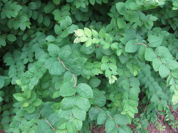 Symphoricarpos orbiculatus
