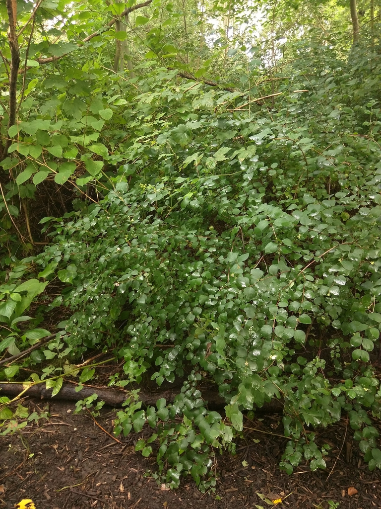 Symphoricarpos albus