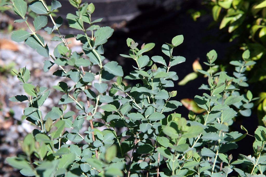 Symphoricarpos albus