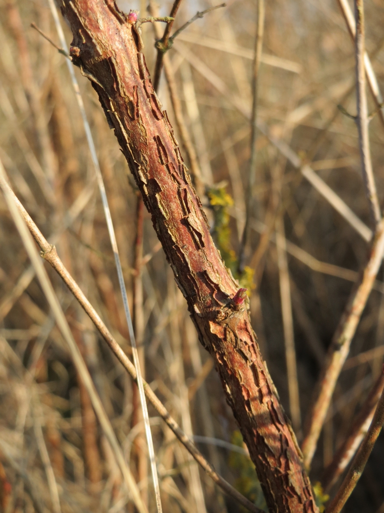 Stem