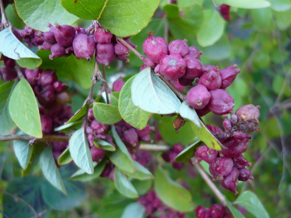 Fruit