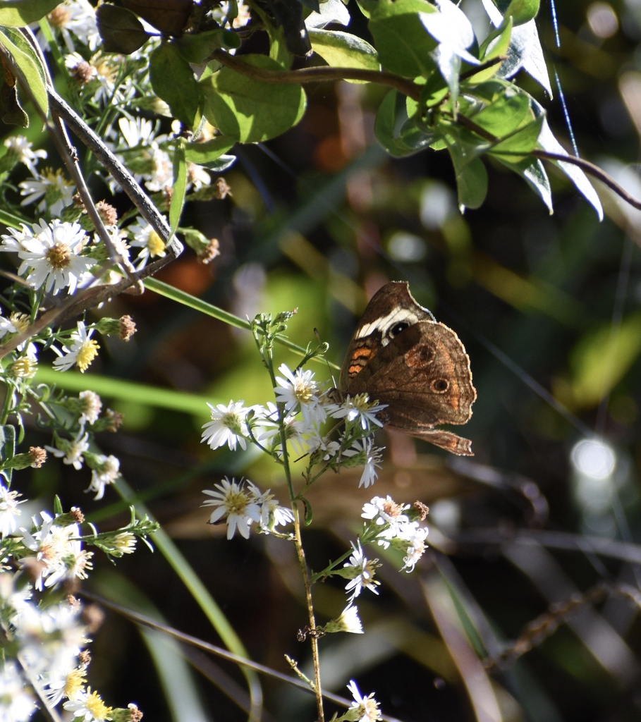 Symphyotrichum ericoides