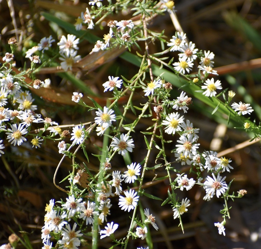 Flowers - October - Warren Co., NC