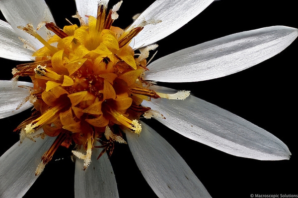 Closeup of tubular disc flowers