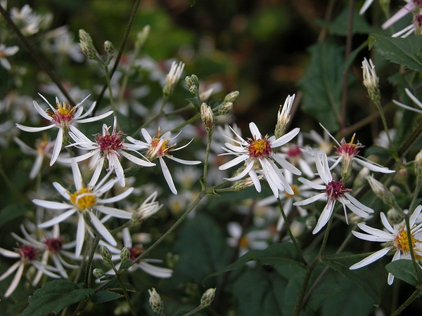 Symphyotrichum lateriflorum