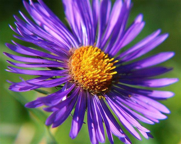 Closeup of center disc flowers with purple rays