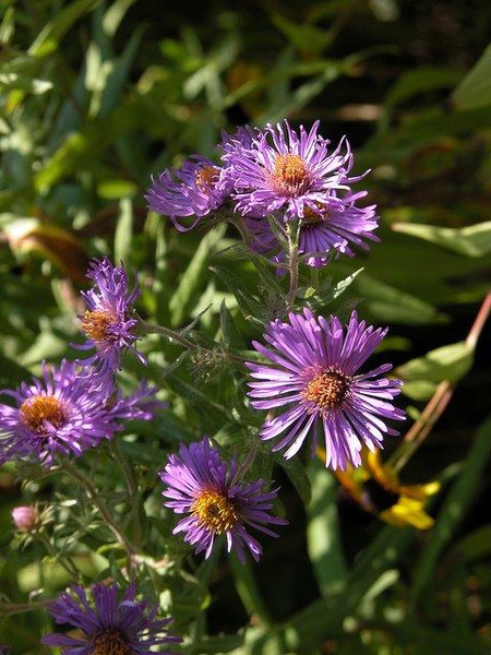 Symphyotrichum novae-angliae