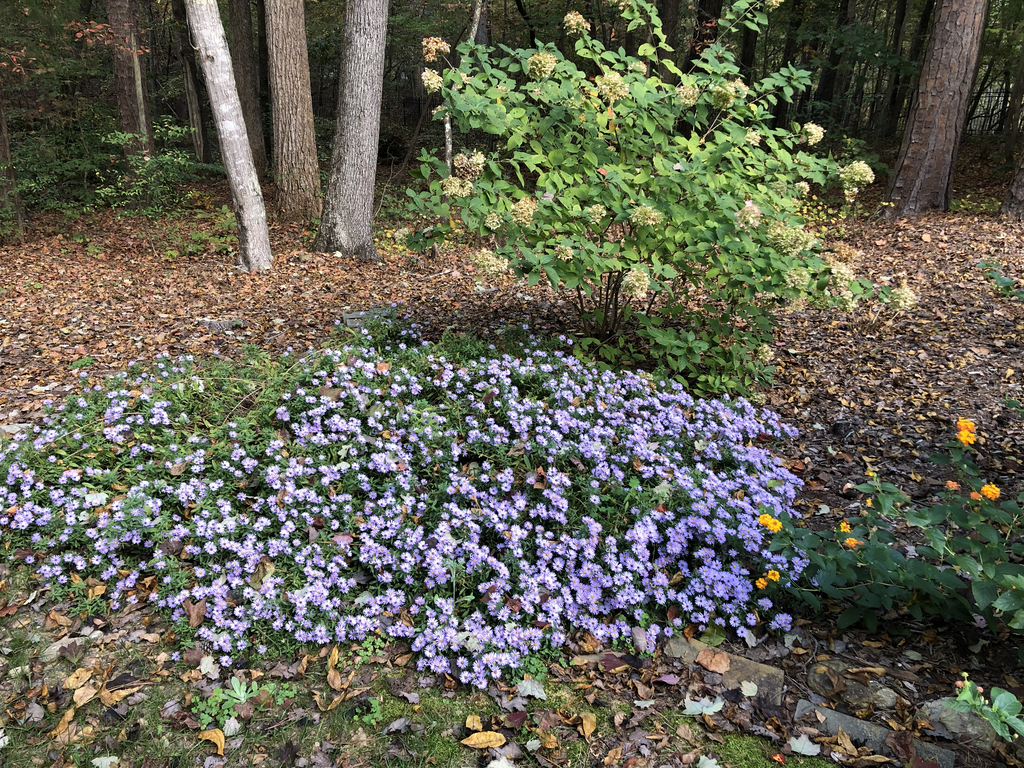 Symphyotrichum oblongifolium