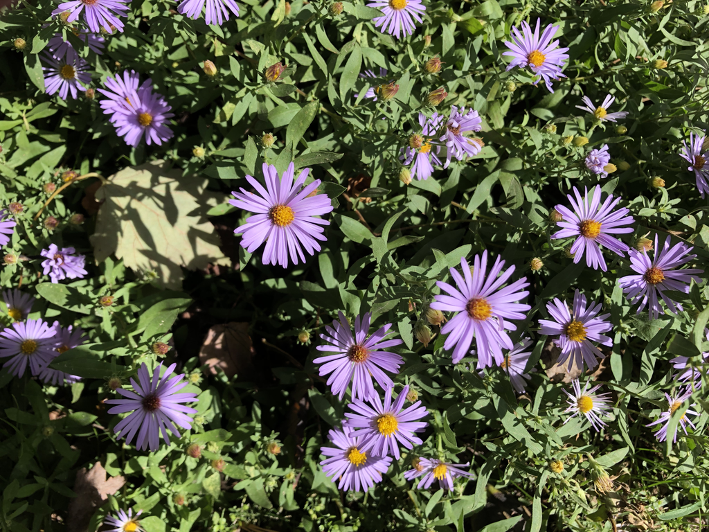 Symphyotrichum oblongifolium