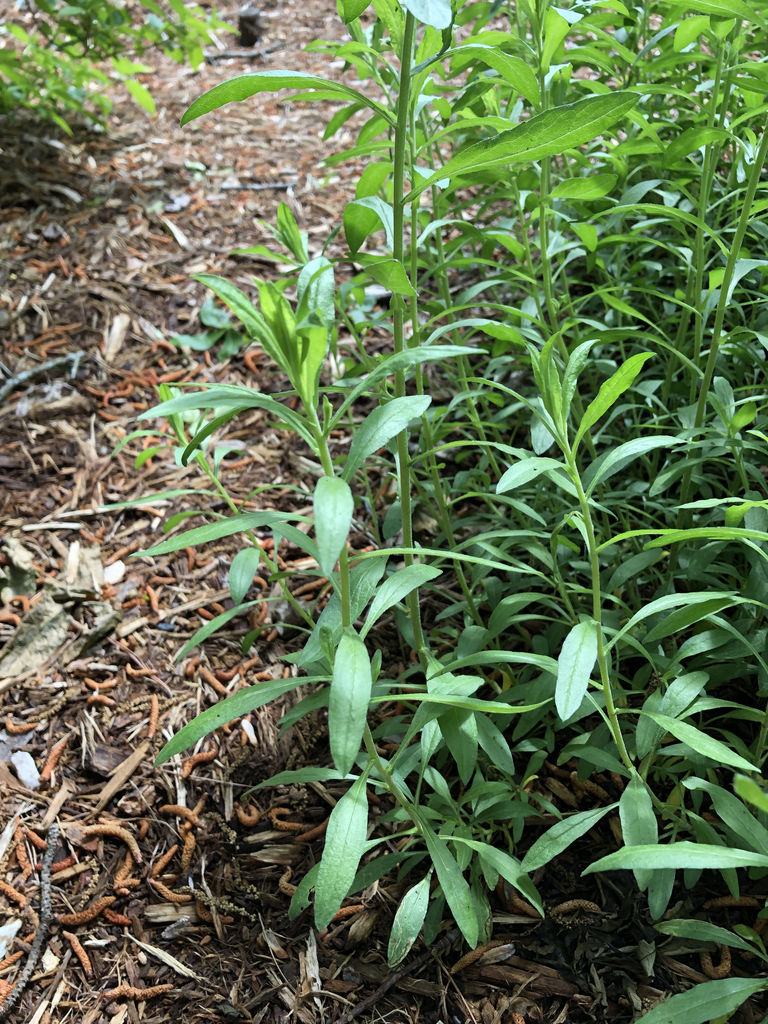 Symphyotrichum oblongifolium