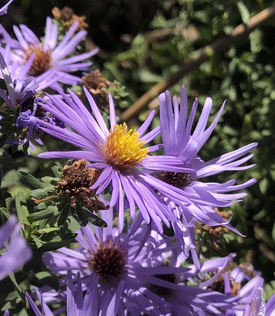 Flowers - November - Wake Co., NC