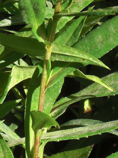 Leaves