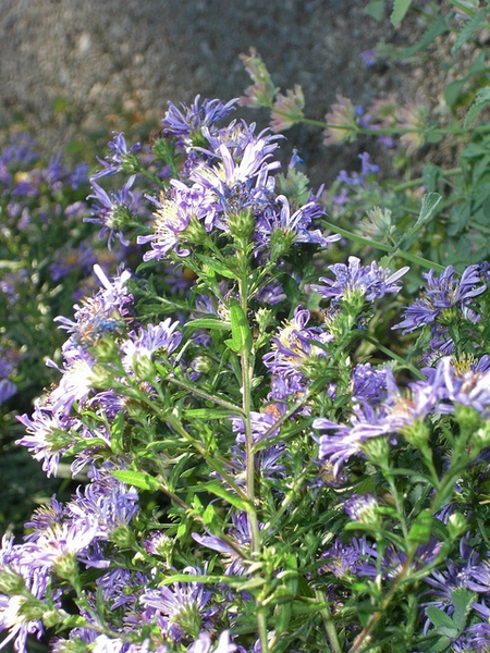 side view