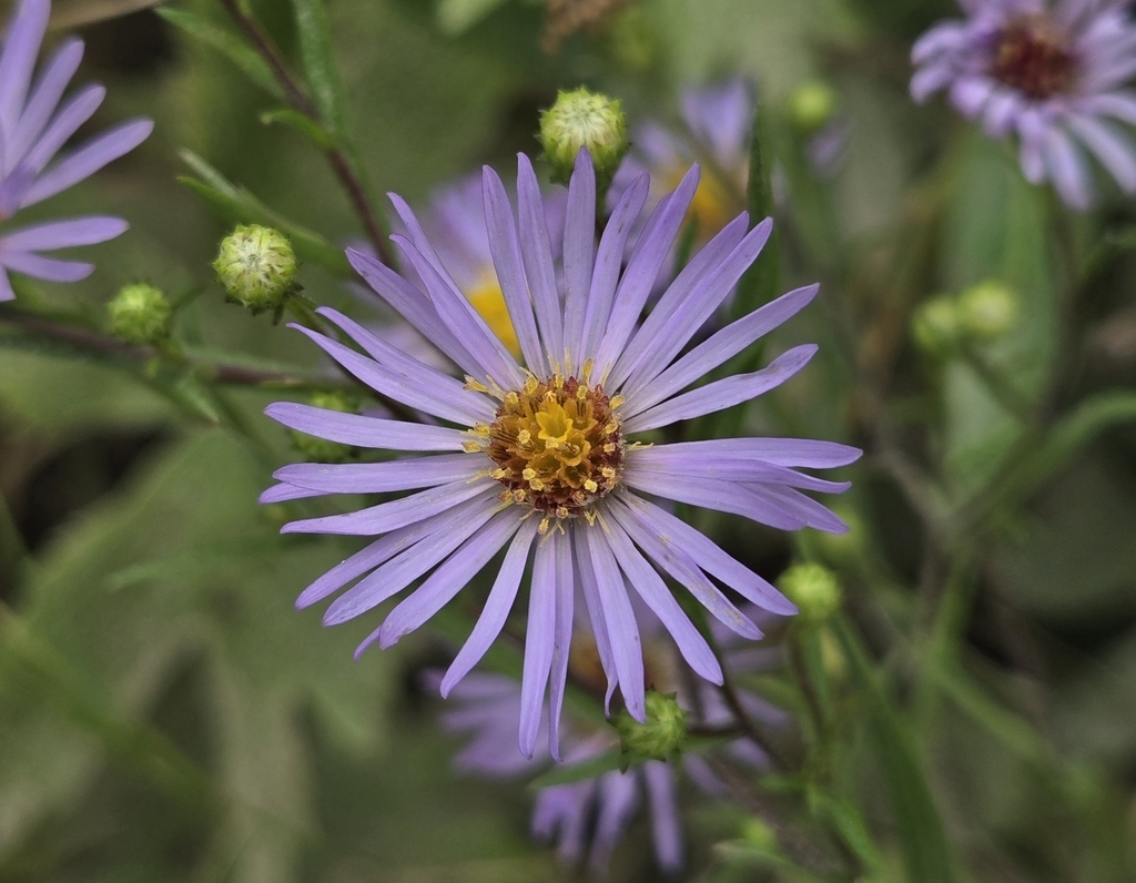 Purplish rays surrounding dark yellow dis flowers