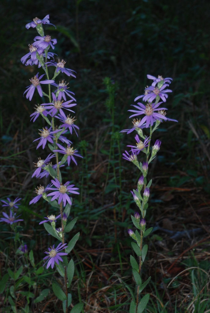 Stem and flowers (Montgomery County, NC)-Mid Fall