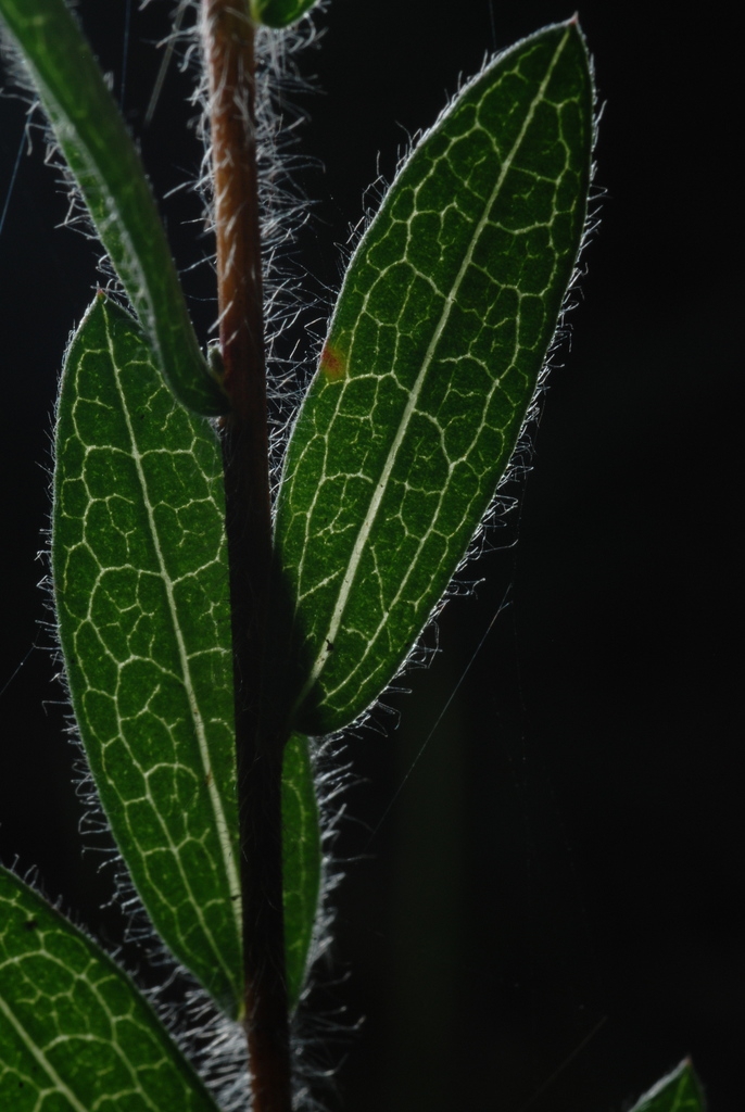 Front of leaves (Montgomery County, NC)-Mid Fall