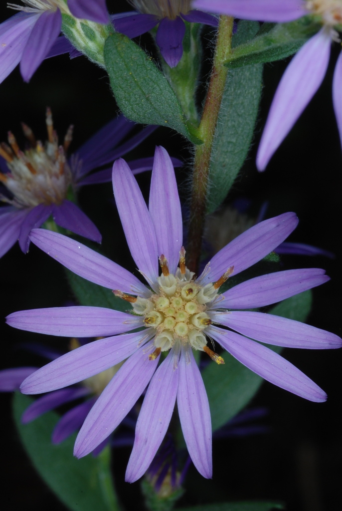 Purplish flower head (Montgomery County, NC)-Mid Fall