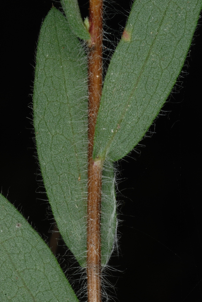 Underside of leaves (Montgomery County, NC)-Mid Fall