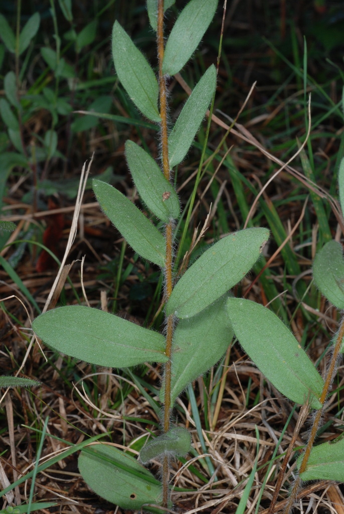 Leaves and stem (Montgomery County, NC)-Mid Fall