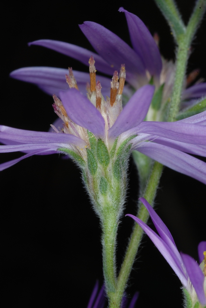 Side view of flower (Montgomery County, NC)-Mid Fall