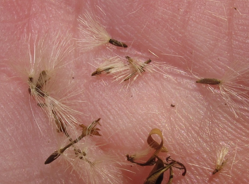Small dark seeds with hairs