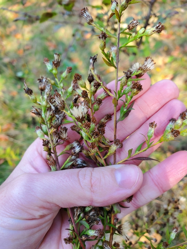 Small dark achenes in Oct.