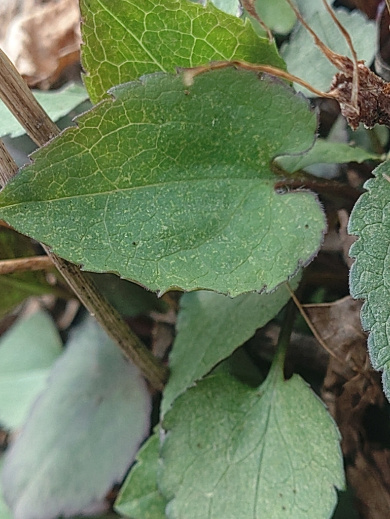 Heart-shaped basal leaf