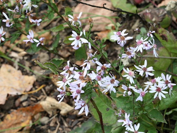 Symphyotrichum cordifolium