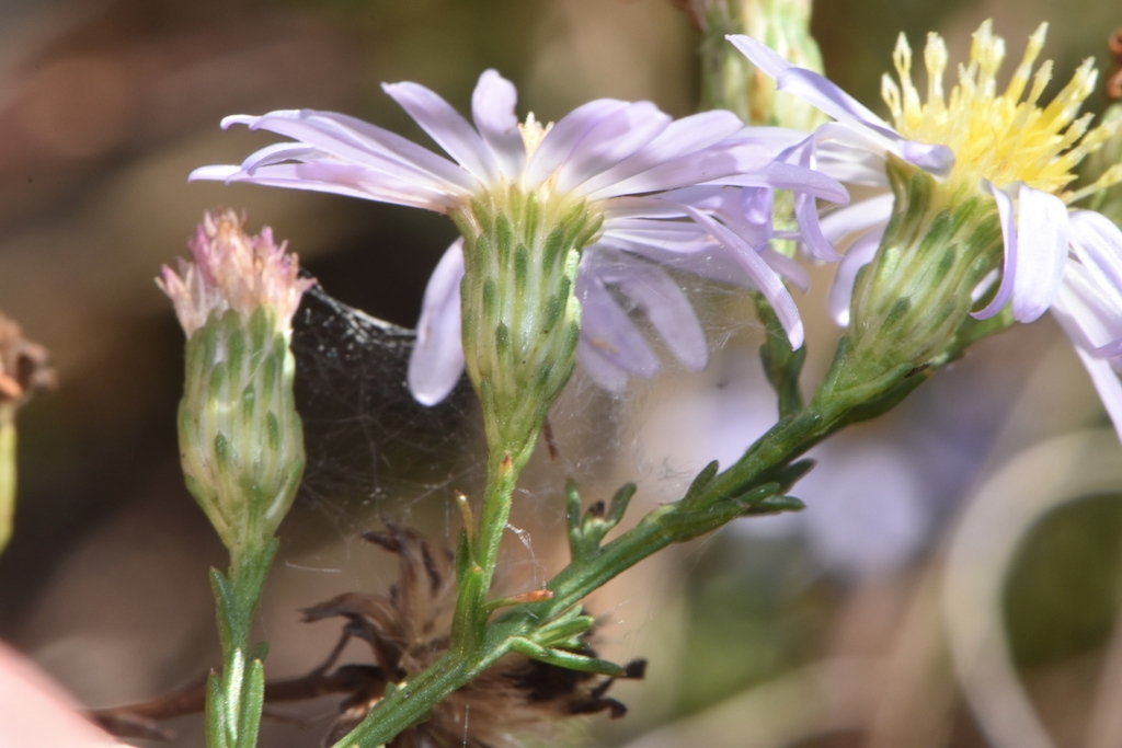 Side view of flower heads with bracts visible