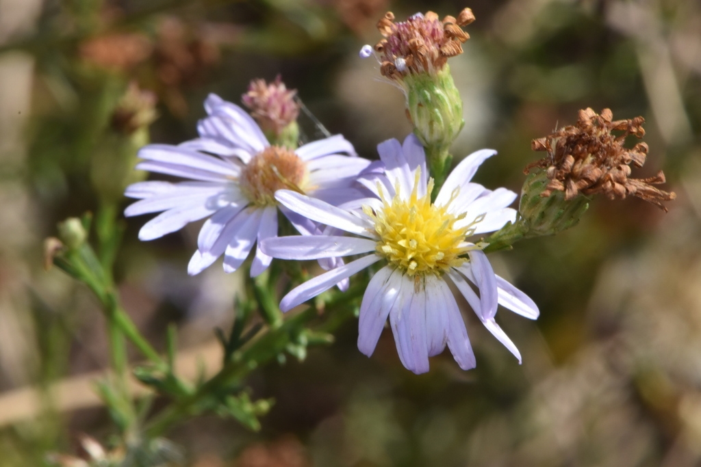 Pale lavender rays surrounding yellow center disc florets