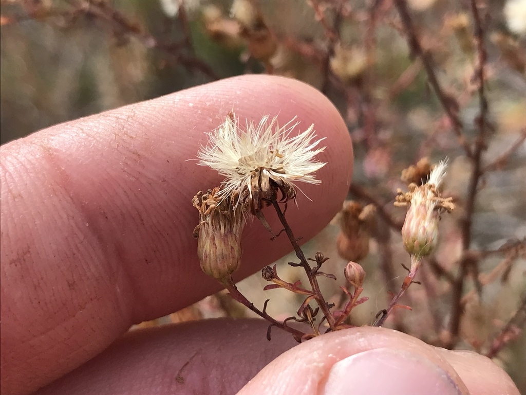 Finger cradling a head with fruits bearing filamentous comas.