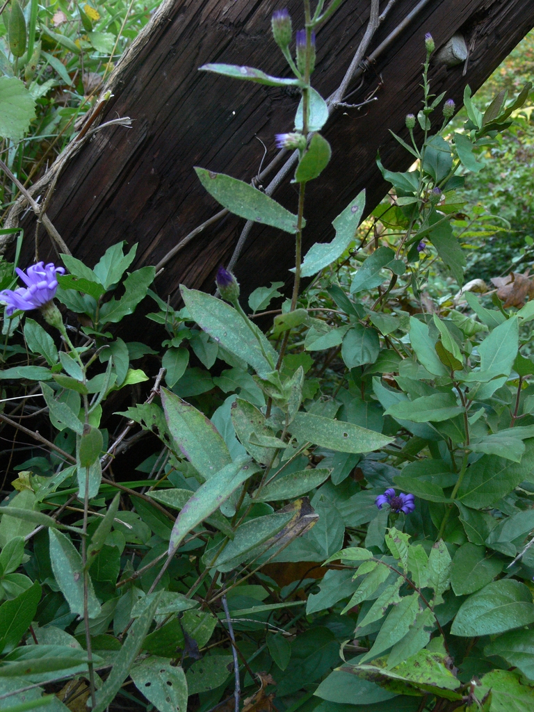Leaves, flowers and stems