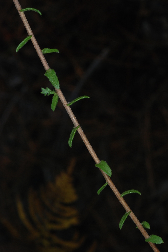 Stem and leaves (North Carolina, US)-Mid Fall