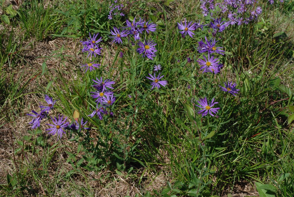 Form in native habitat (North Carolina, US)-Mid Fall
