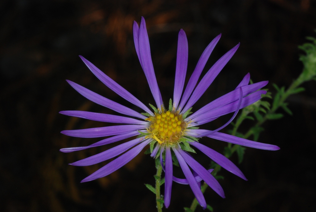 Purple flower head