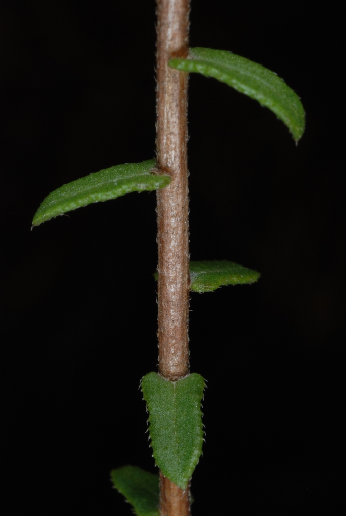 Stem and leaves (North Carolina, US)-Mid Fall