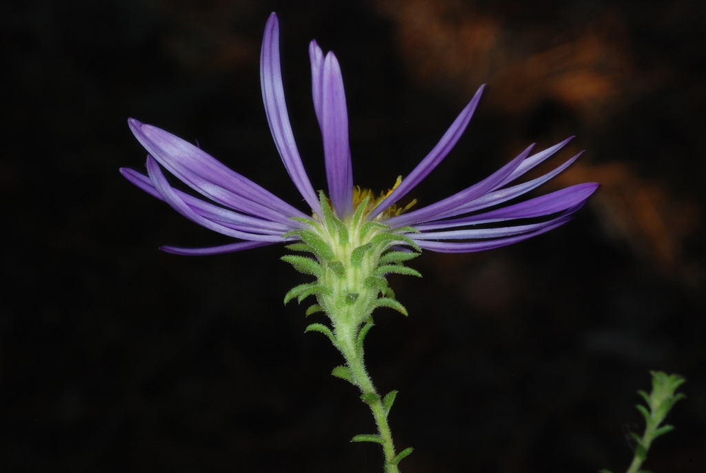 Bottom view of flower (North Carolina, US)-Mid Fall
