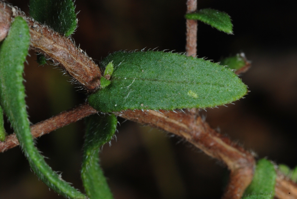 Leaves and stem with hairs (North Carolina, US)-Mid Fall