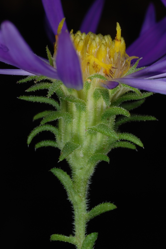 Side view of flower (North Carolina, US)-Mid Fall