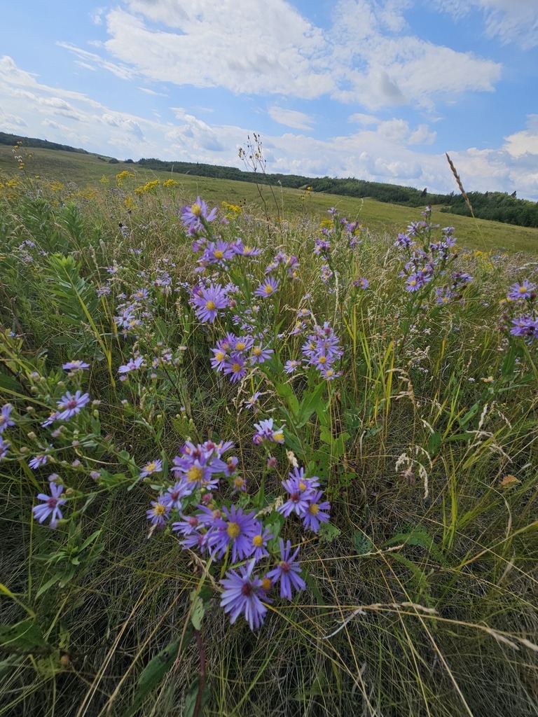 Form in bloom of the smooth blue aster